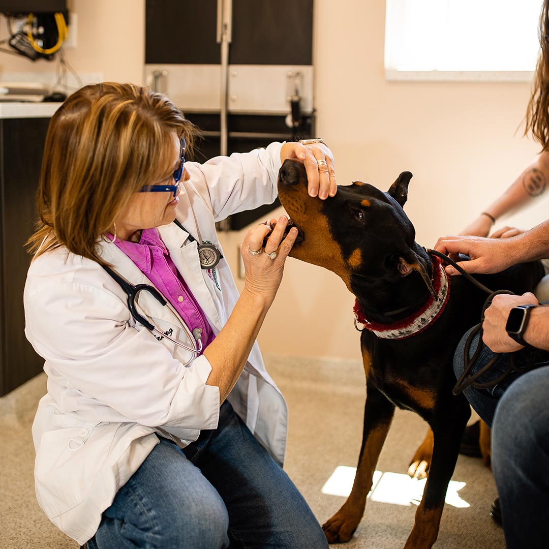 doctor inspecting dogs teeth