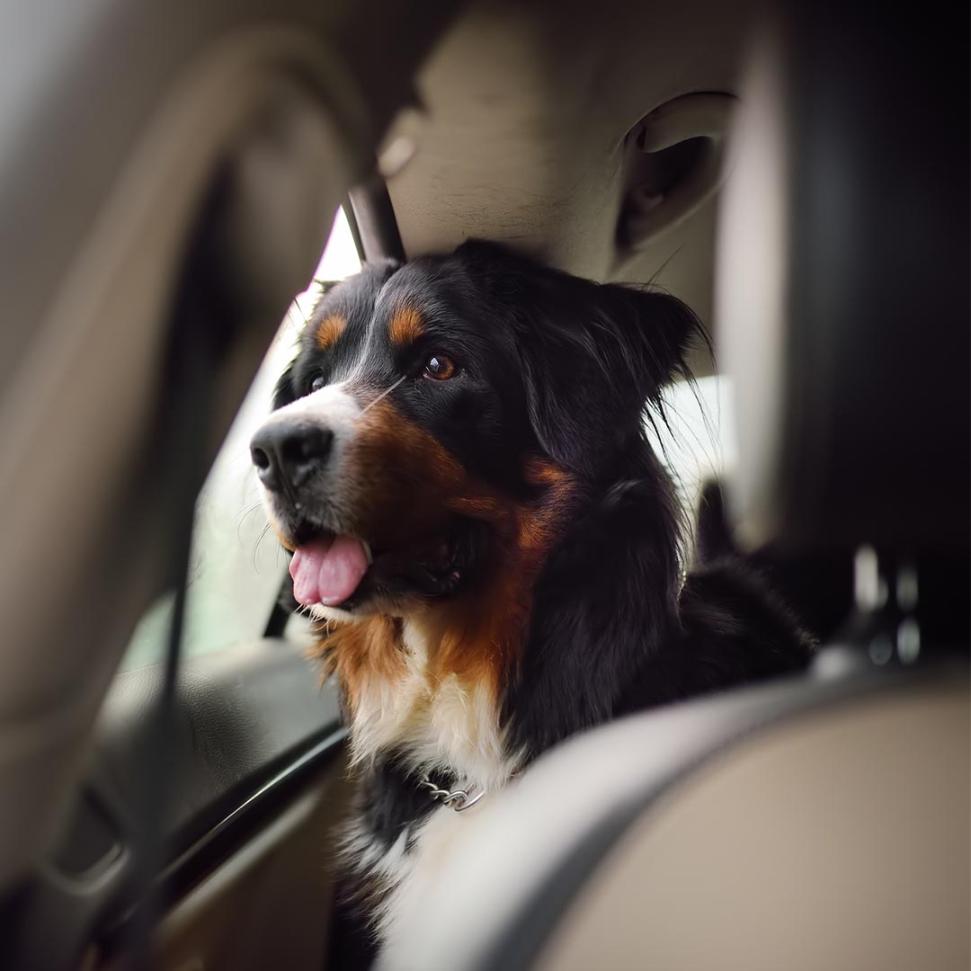 dog in car waiting for owner