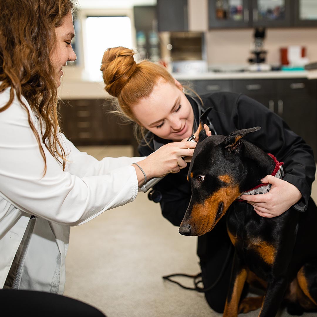Fear Free Pet Care in Ames, IA Somerset Veterinary Hospital
