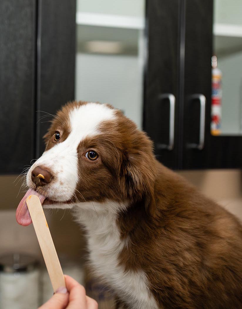 puppy licking peanut butter