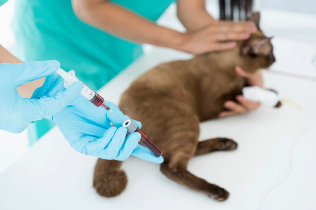 Cat Getting Bloodwork