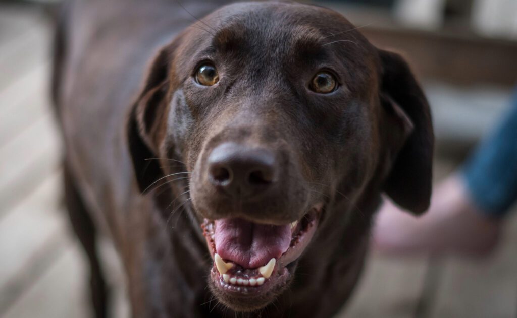 Chocolate Lab Smiling And Posing For Picture