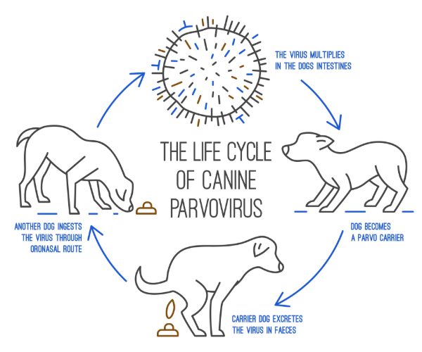 Lifecycle Of Canine Parvovirus Infographic