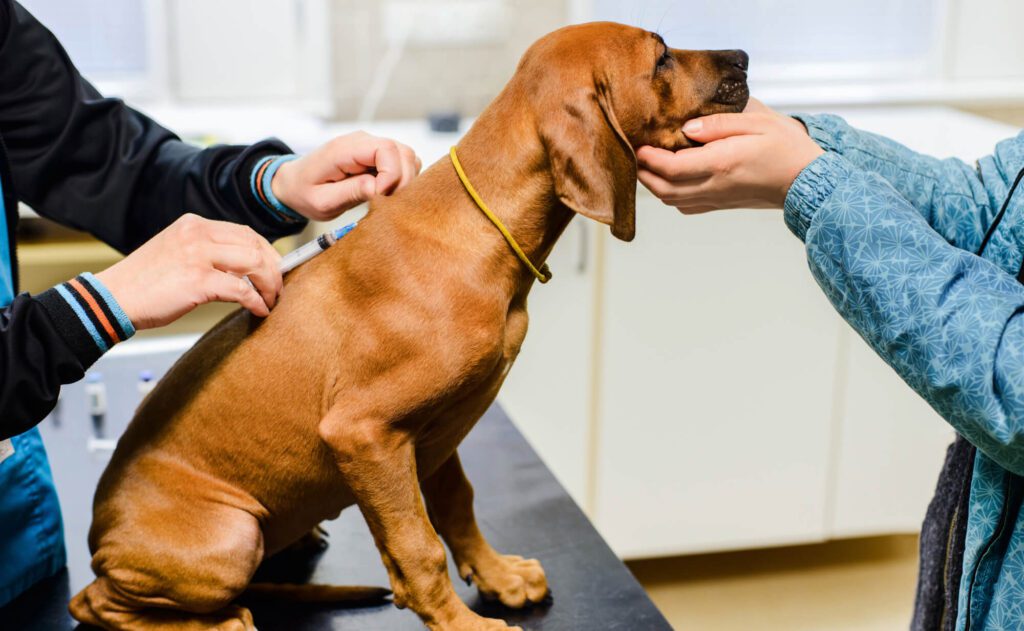 Puppy receiving the Parvovirus Vaccine