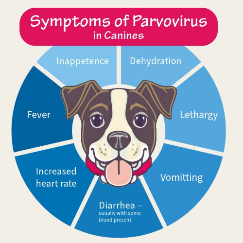 Symptoms of Parvovirus Infographic Fever Lethargy Vomiting Inappetence Diarrhea – usually with some blood present Increased heart rate Dehydration