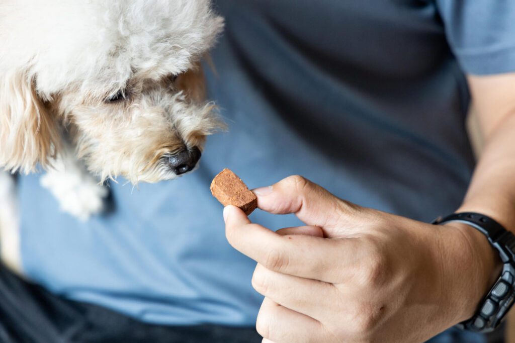 National Heartworm Prevention Month Male's hand feeding small white poodle a heartworm prevention chewable