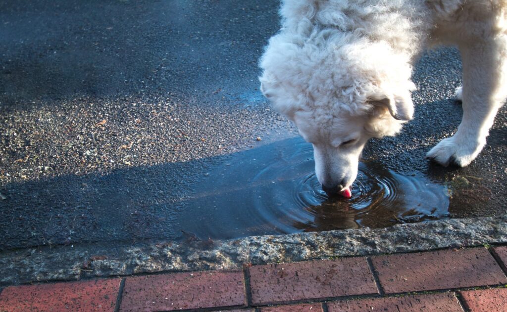 Leptospirosis In Dogs Large white dog drinking water next to a curb in the street