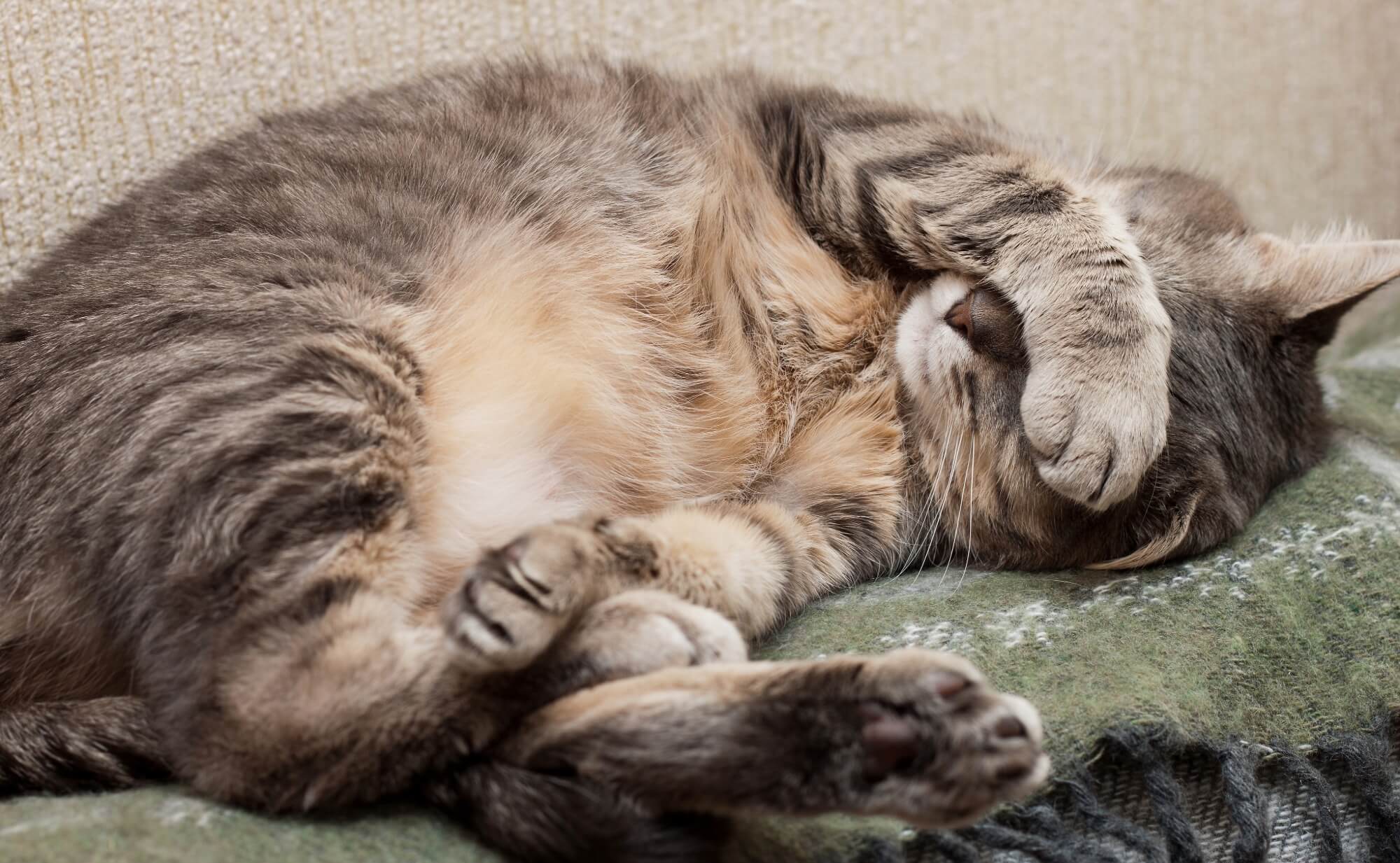 Tabby cat lying on side with paw over face